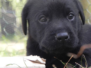 lab puppy